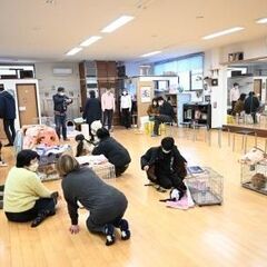 【柏市】８/13（日）根本ダンススタジオ保護猫譲渡会 - 柏市