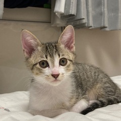 (仮) てんしゃん