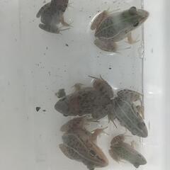 天然採取ツチガエル２匹セット