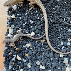 カナヘビの捕獲を手伝っていただきたいです！の画像