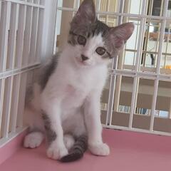 畑に迷い込んで来た可愛い男の子猫‼️