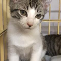 畑に迷い込んで来たキジ白の男の子猫‼️