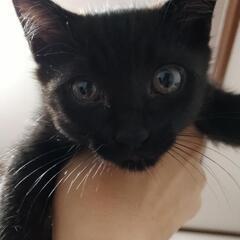 兄弟猫です！(黒い子2匹決まりました！)