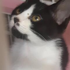 鼻の下のホクロが可愛い女の子猫‼️