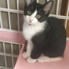 ハチワレの可愛い女の子猫❣️