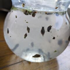 スネール（サカマキガイ）20個体の画像