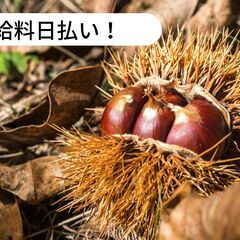 【日払い】愛媛県喜多郡内子町立山で栗拾いのお仕事！【単発/短期求人】の画像