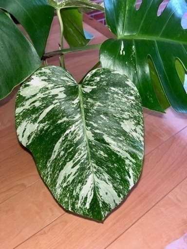 モンステラ 斑入り 2本 水差し株
