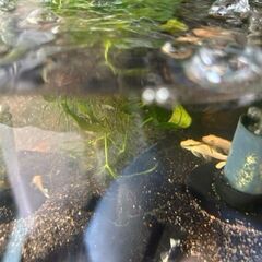 ブルーアイゴールデンブッシープレコの画像