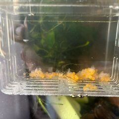 ブルーアイゴールデンブッシープレコの画像