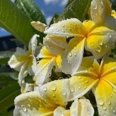 フラダンス(ケイキ)友達募集🤙🏽の画像