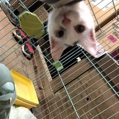 白猫ちゃん、里親さまが決まりました。ありがとうございました。　　...