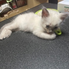 野良猫の仔猫