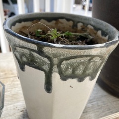 盆栽　苔　シダ　多肉　鉢の画像