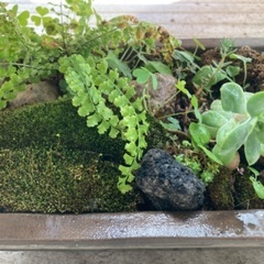 盆栽　苔　シダ　多肉　鉢の画像