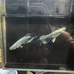 8/5 8/6 土日　メダカ即売会　お得販売！　セット販売！の画像