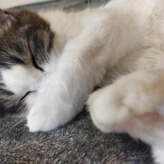 家族でアレルギーが出て育てられなくなったため