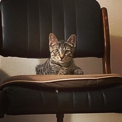 里親さん決まりました！生後４ヶ月半。やんちゃですが穏やかでおっとりの男の子 − 千葉県