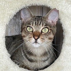 きじとら♀1歳【正式譲渡済み】