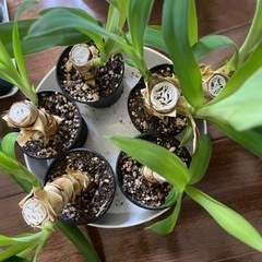 観葉植物 ユッカ エレファンティペスの画像