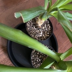 観葉植物 ユッカ エレファンティペスの画像