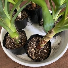 観葉植物 ユッカ エレファンティペスの画像