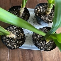 観葉植物 ユッカ エレファンティペスの画像