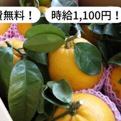 【住み込み/寮費無料】愛媛県南宇和郡愛南町で柑橘の発送/倉庫作業...