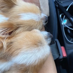 犬友さん募集(*ˊᵕˋ*)