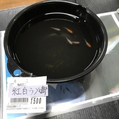 令和23年産まれ紅白ラメ
