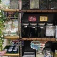 【城めだか】🐟.*｡本日のラインナップ🐟