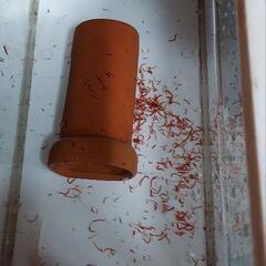 ウーパールーパーの画像