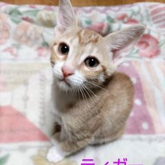 ティガーくん　約３ヶ月
