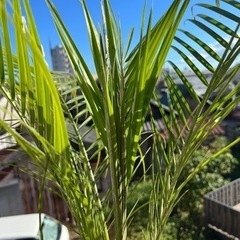 フェニックスロベの画像