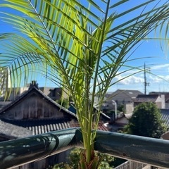 フェニックスロベの画像