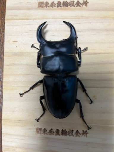 本家奈良輪川西