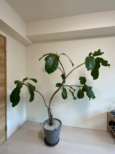 【お取引成立】大きな観葉植物•アフリカンプリンス