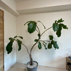 【お取引成立】大きな観葉植物•アフリカンプリンス