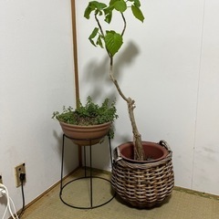 観葉植物　2点　カゴとホルダー付き。の画像