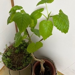 観葉植物　2点　カゴとホルダー付き。の画像