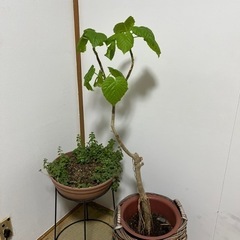 観葉植物　2点　カゴとホルダー付き。の画像