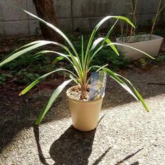 コルジリネ オーストラリス ペコ 【観葉植物】