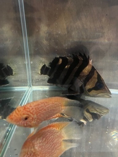 ダトニオプラスワン(14㎝ほど)➕アルビノプレコS2匹➕他1匹