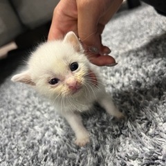 生後3週間の子猫♀