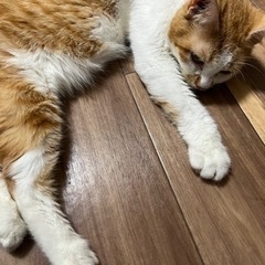 おとなしいネコちゃんです