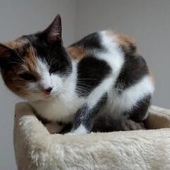 猫がいなくなったので見つけたら教えて