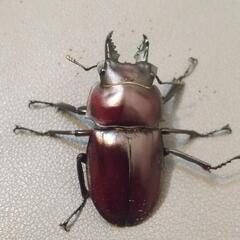 ヤエヤママルバネ  ペア