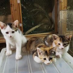 人慣れした賢い日本猫