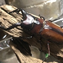 ラスト！激安セットトカラノコギリクワガタ 幼虫