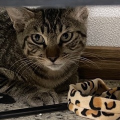 工場地帯で保護した元気いっぱいの子猫のミミくん💕